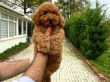 RED DİŞİ AŞILI POODLE BEBEĞİMİZ