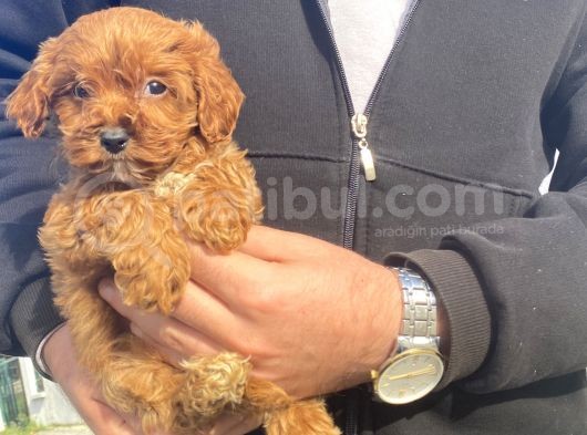 Gerçek Red Brown Malti̇poo Bebeği̇mi̇z
