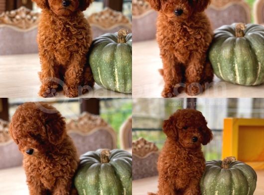 Sakarya Toy Poodle