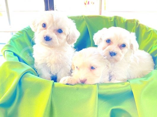 A Kalite Maltese Terrier Yavrularımız görsel