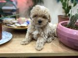 Poodle Tadında Sıfır Boy Maltipolarım