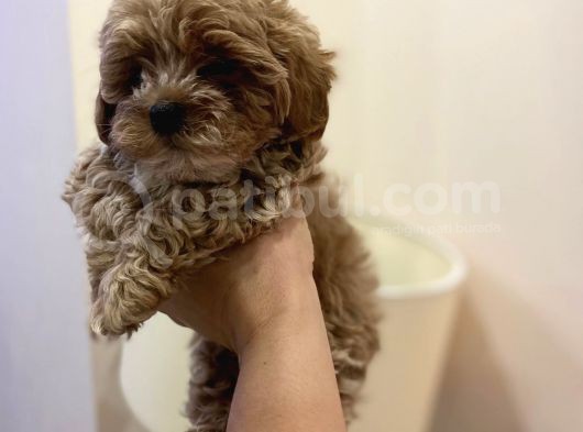 Kıvır Kıvır Teacup Maltipo Bebeklerim görsel