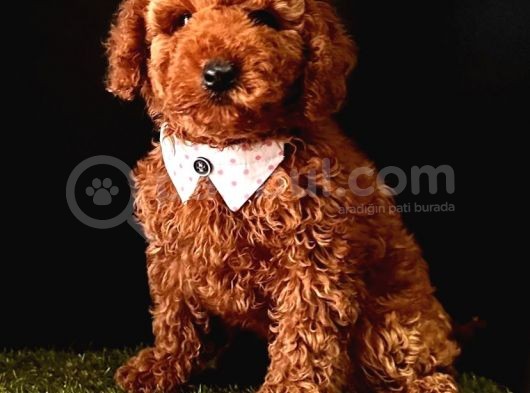 Mi̇kro Boy Red Brown Poodle Yavrular görsel