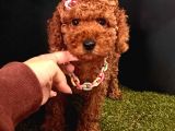 Mi̇kro Boy Red Brown Poodle Yavrular