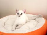 British Shorthair Yavrular