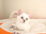 British Shorthair Yavrular