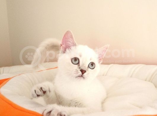 British Shorthair Yavrular görsel