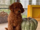 Sakarya Toy Poodle