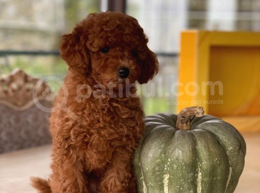 Sakarya Toy Poodle görsel