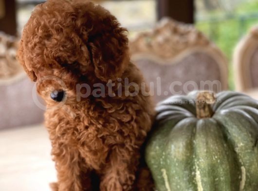 İstanbul Toy Poodle görsel