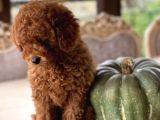 Sakarya Toy Poodle