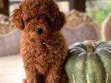 Sakarya Toy Poodle