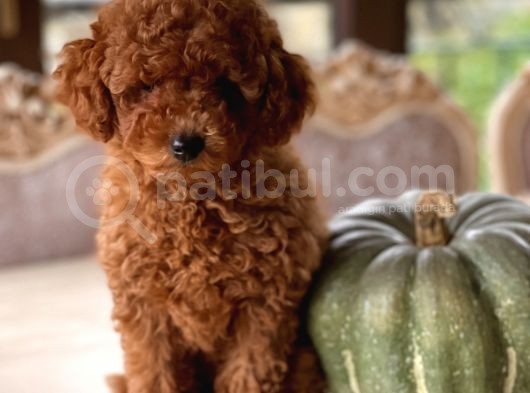 Sakarya Toy Poodle görsel