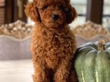 İstanbul Toy Poodle