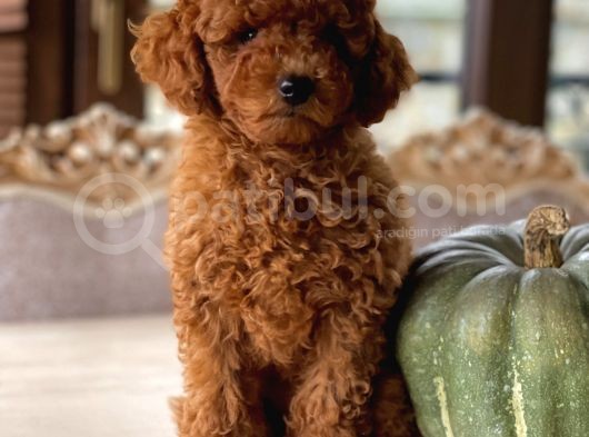 İstanbul Toy Poodle görsel