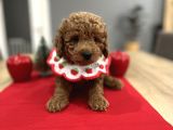Oyuncak Gibi Toypoodle Bebeklerim
