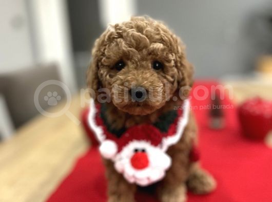 Oyuncak Gibi Toypoodle Bebeklerim görsel