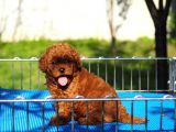 Toy Poodle Bebekler