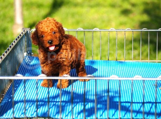 Toy Poodle Bebekler görsel
