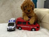 Safkan Toy Poodle Çocuklar