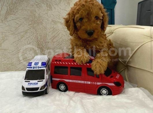 Safkan Toy Poodle Çocuklar görsel