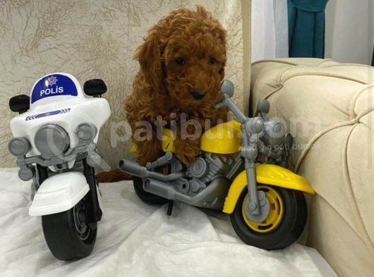 Safkan Toy Poodle Çocuklar görsel