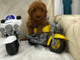 Safkan Toy Poodle Çocuklar