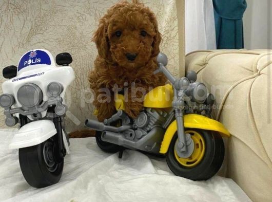 Safkan Toy Poodle Çocuklar