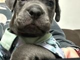 Safkan Erkek Cane Corso