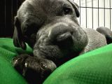 Safkan Erkek Cane Corso