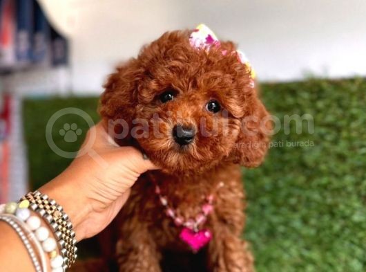 Ori̇ji̇nal Dark Brown Toy Poodle Yavrular