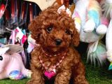 Ori̇ji̇nal Dark Brown Toy Poodle Yavrular