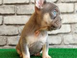 Eşsiz Güzellikte French Bulldog Blue Tan Dişi Yavrumuz