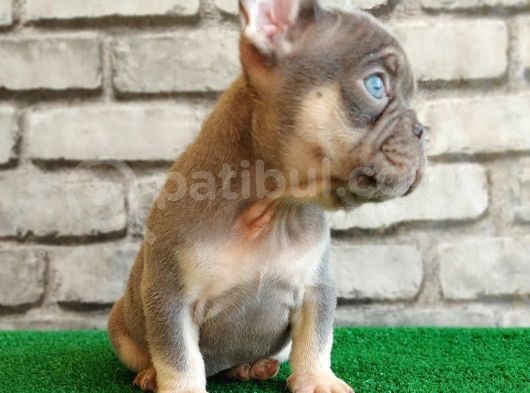 Eşsiz Güzellikte French Bulldog Blue Tan Dişi Yavrumuz görsel