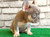 Eşsiz Güzellikte French Bulldog Blue Tan Dişi Yavrumuz