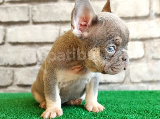 Eşsiz Güzellikte French Bulldog Blue Tan Dişi Yavrumuz görsel