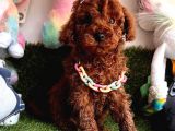 Yeni Yuvalarına Hazır Toy Poodle Yavrular 