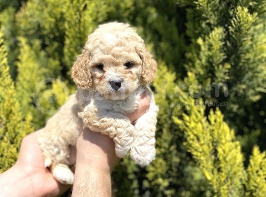 Kore Gen Hattına Sahip Maltıpoo Bebeklerimiz görsel