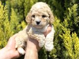 Kore Gen Hattına Sahip Maltıpoo Bebeklerimiz