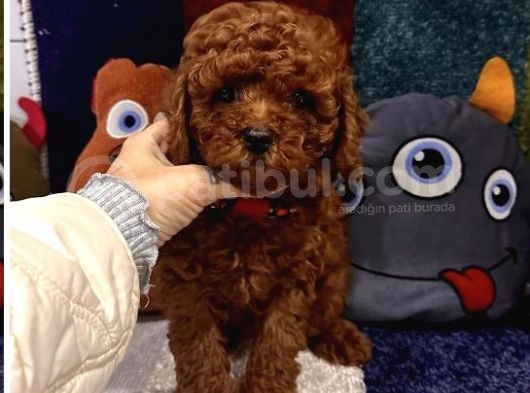Kore Kan Toy Poodle Yavrular Kaçmazzzz