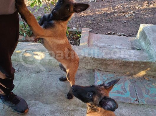 Belçika Kurdu Malinois