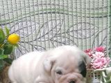 En Özeli̇nden İngi̇li̇z Buldog Yavrular