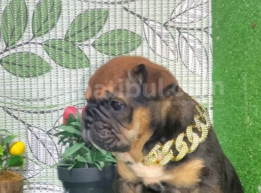 En Özeli̇nden İngi̇li̇z Buldog Yavrular görsel
