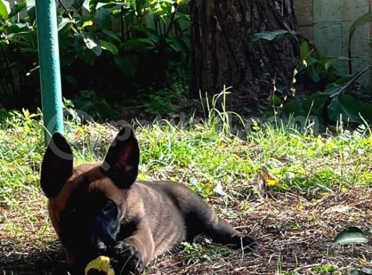 Belçika Kurdu Malinois görsel