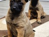 Safkan Muhteşem Malinois Bebekler