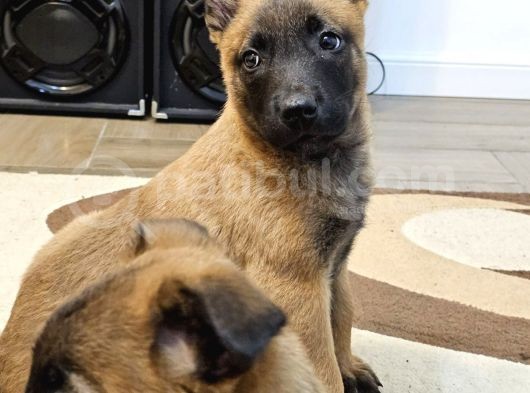 Safkan Muhteşem Malinois Bebekler görsel