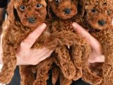 Irk Garantili Sevimli Toy Poodle