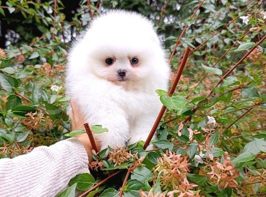 Eşsiz Teddy Bear Pomeranian Boo görsel
