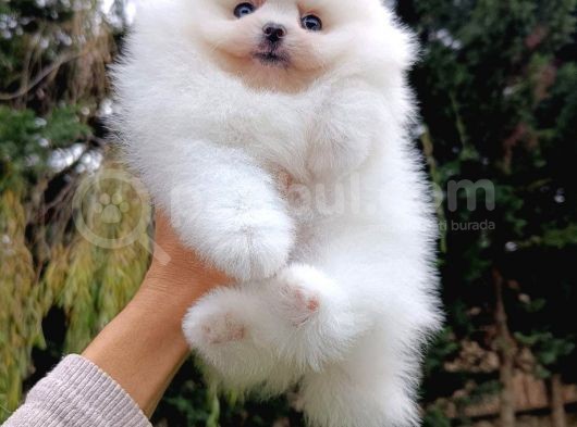 Eşsiz Teddy Bear Pomeranian Boo görsel