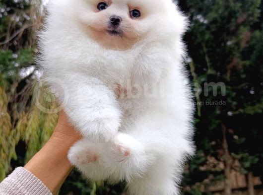 Eşsiz Teddy Bear Pomeranian Boo görsel
